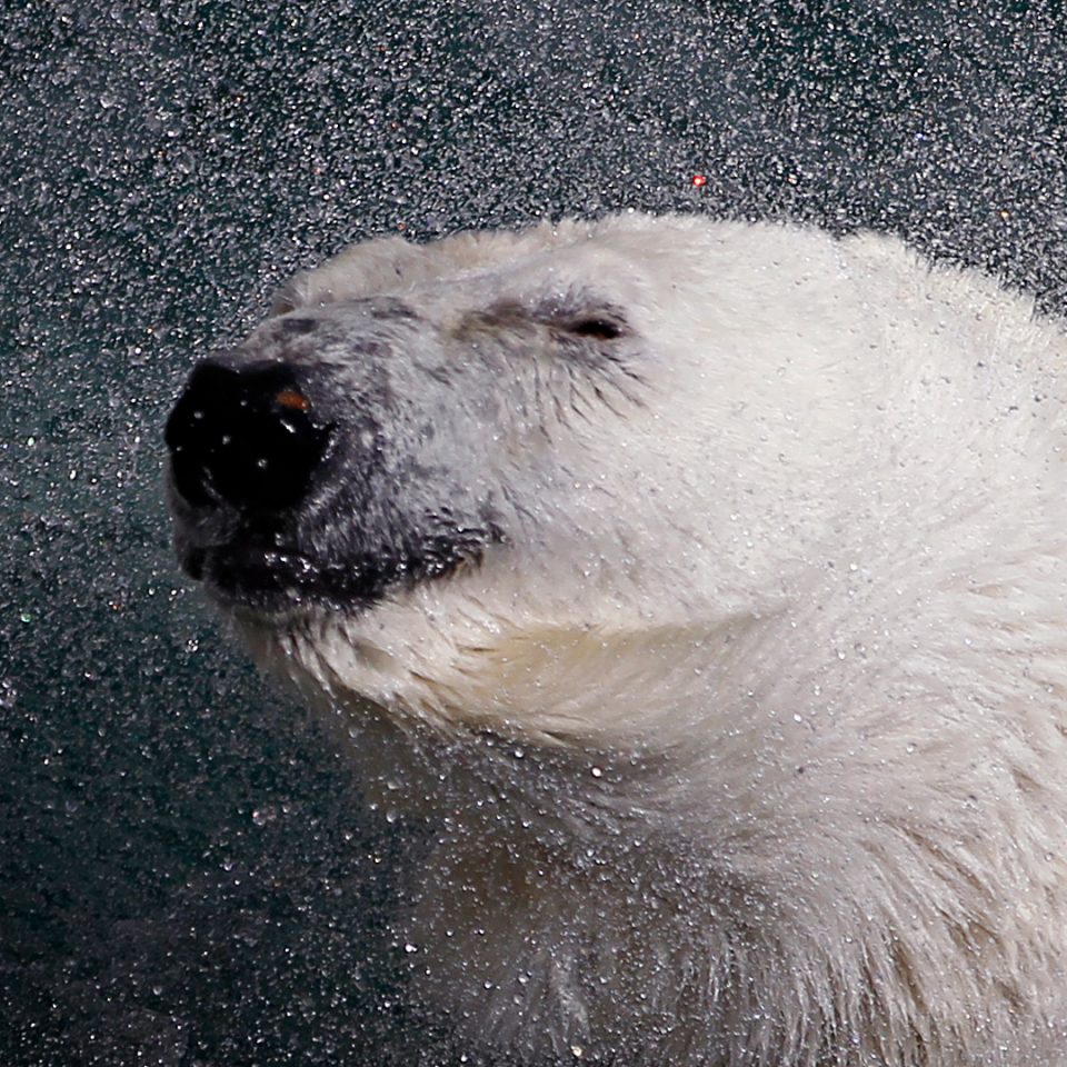 Polar bear