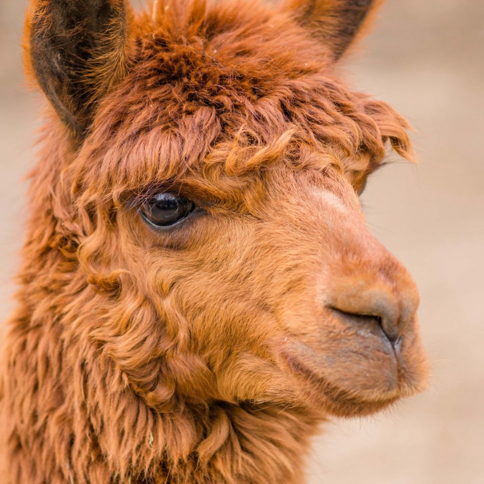 Alpaca