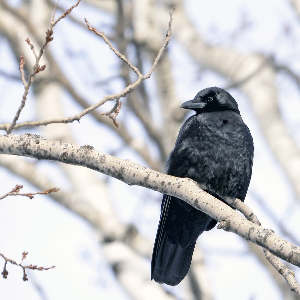 American crow