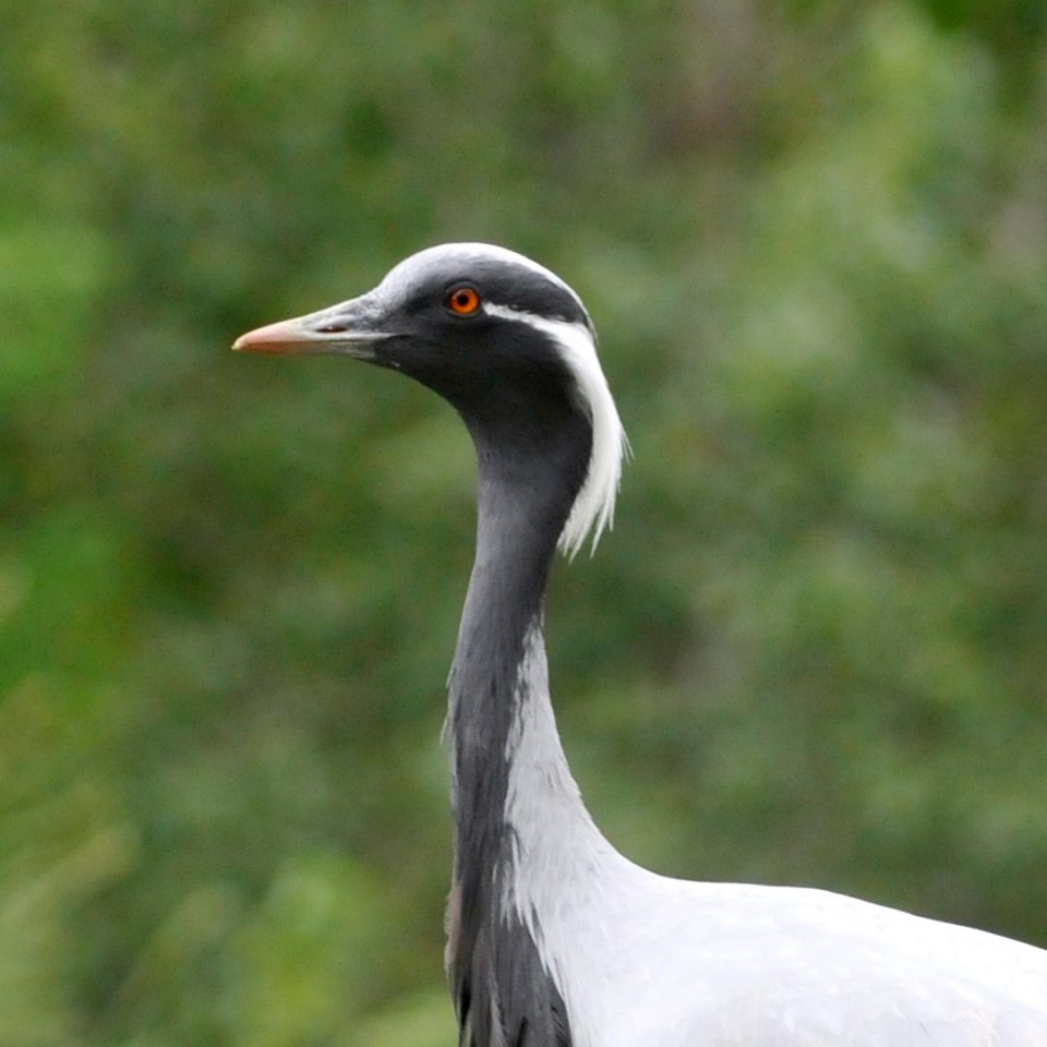 Demoiselle crane
