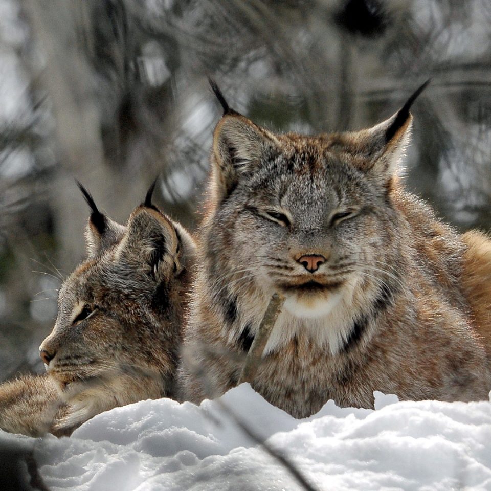 Canadian lynx
