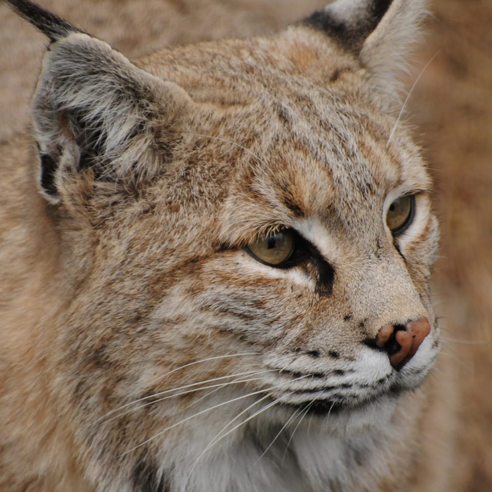 Bobcat