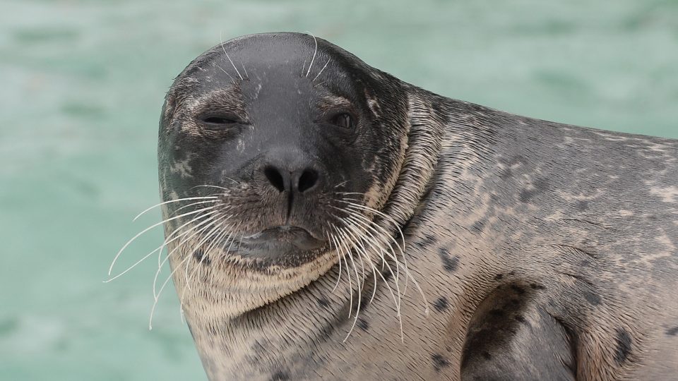 What is the piscivore diet ?