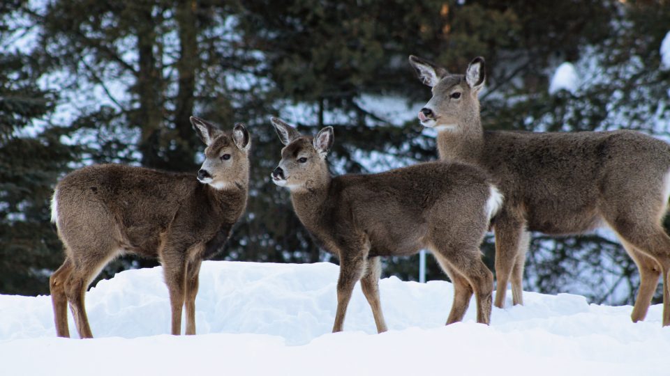 The pedestrian section