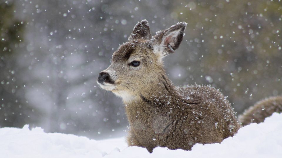 A ride in a mesh train