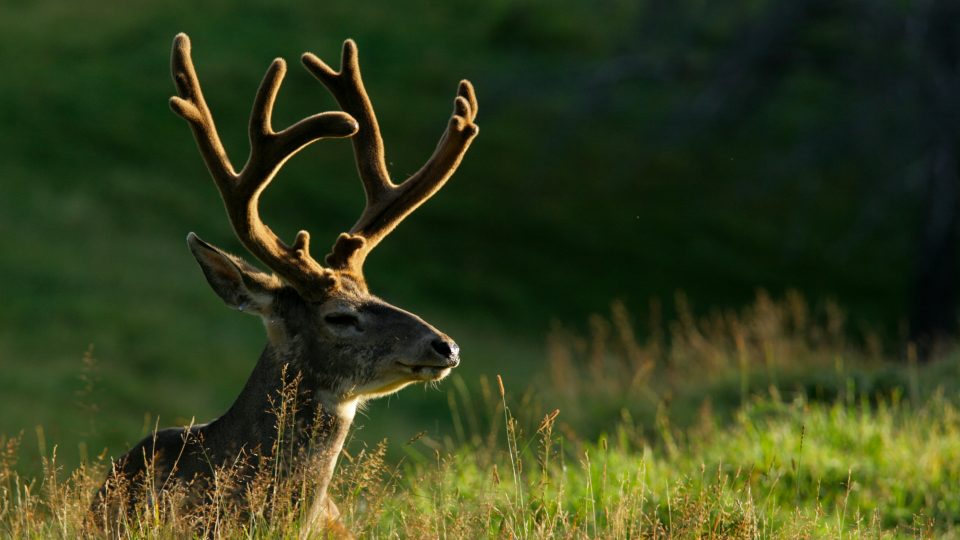 Conservation at the Zoo sauvage