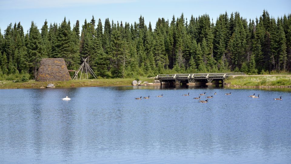 Conservation Project of the Heron maternity of St-Félicien