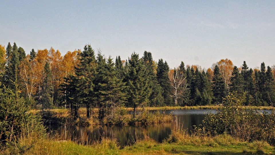 Short-eared Owl conservation project