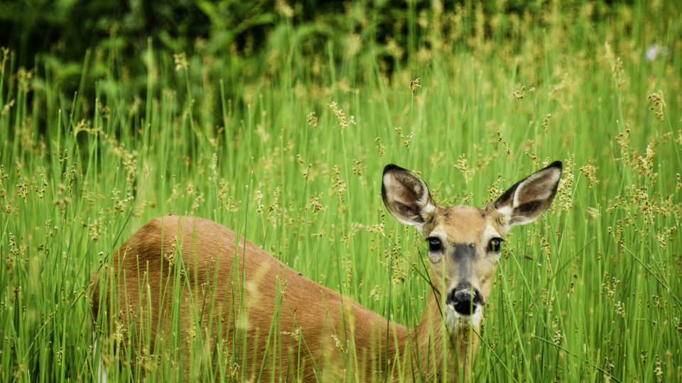 The pedestrian section