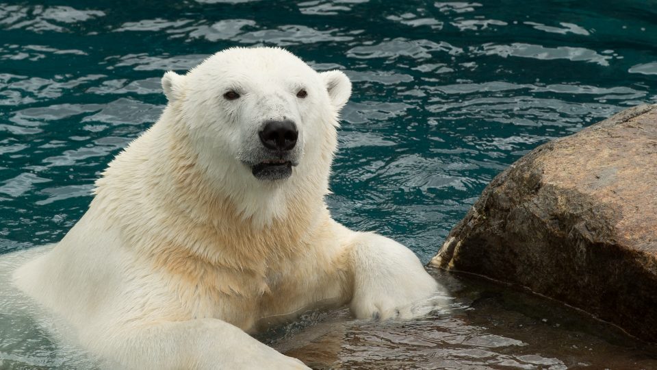 Collation des ours blancs