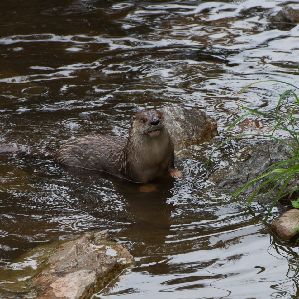 Loutre de rivière d’Amérique