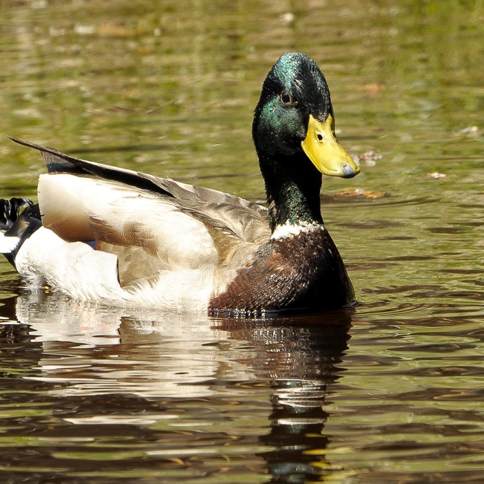 Canard colvert
