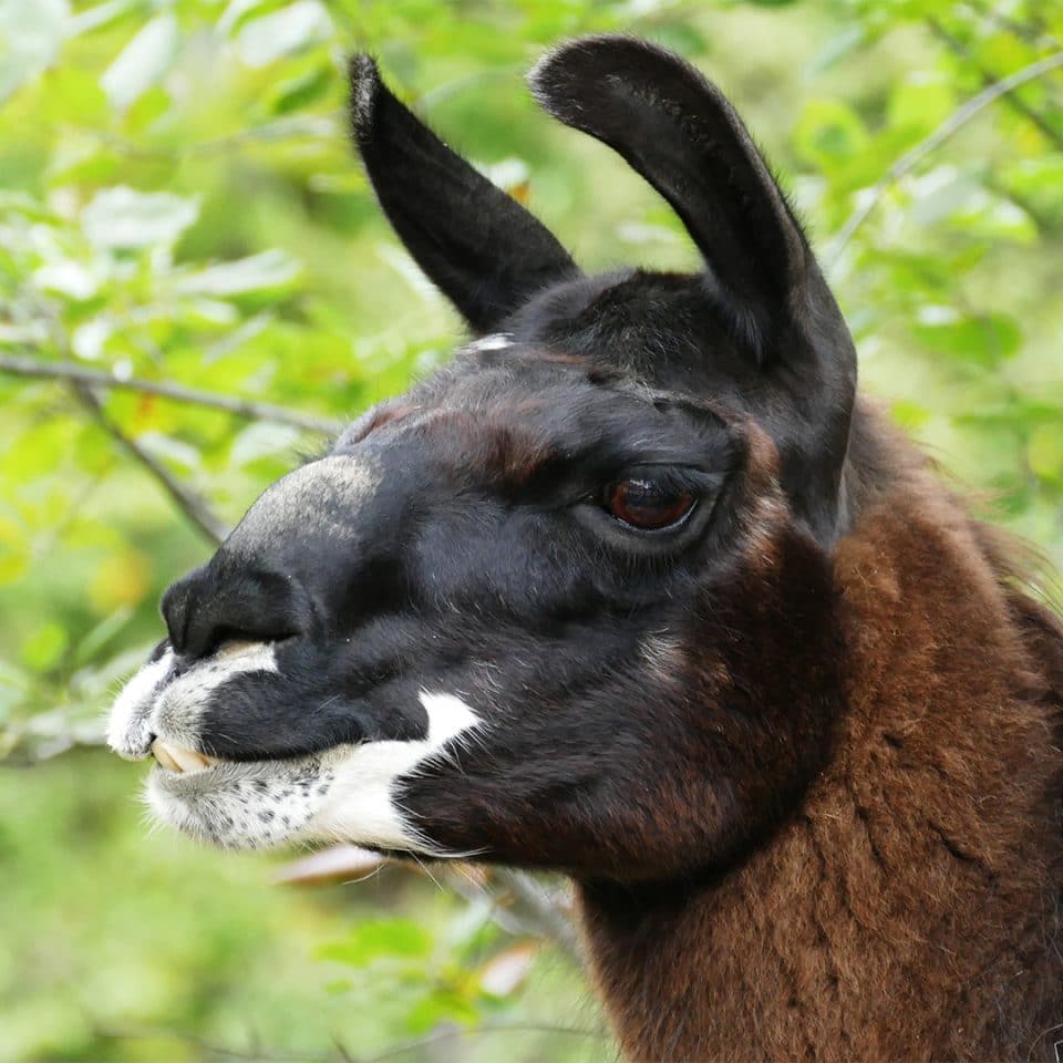 Lama