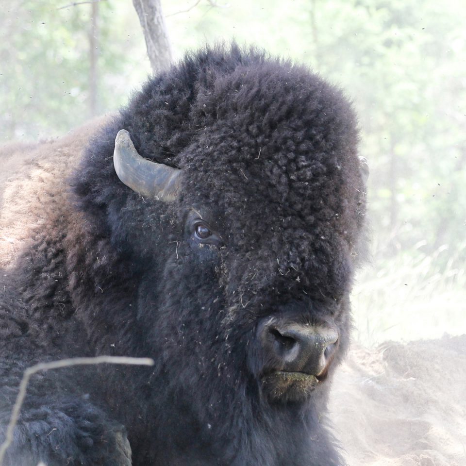 Bison des plaines