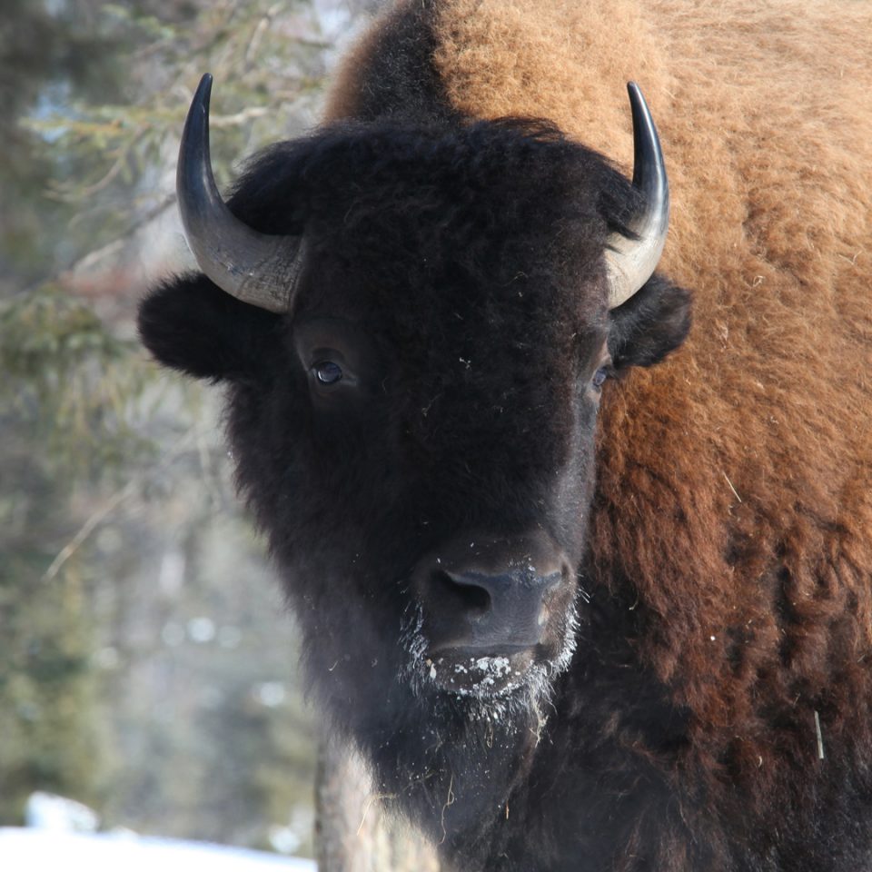 Bison des plaines
