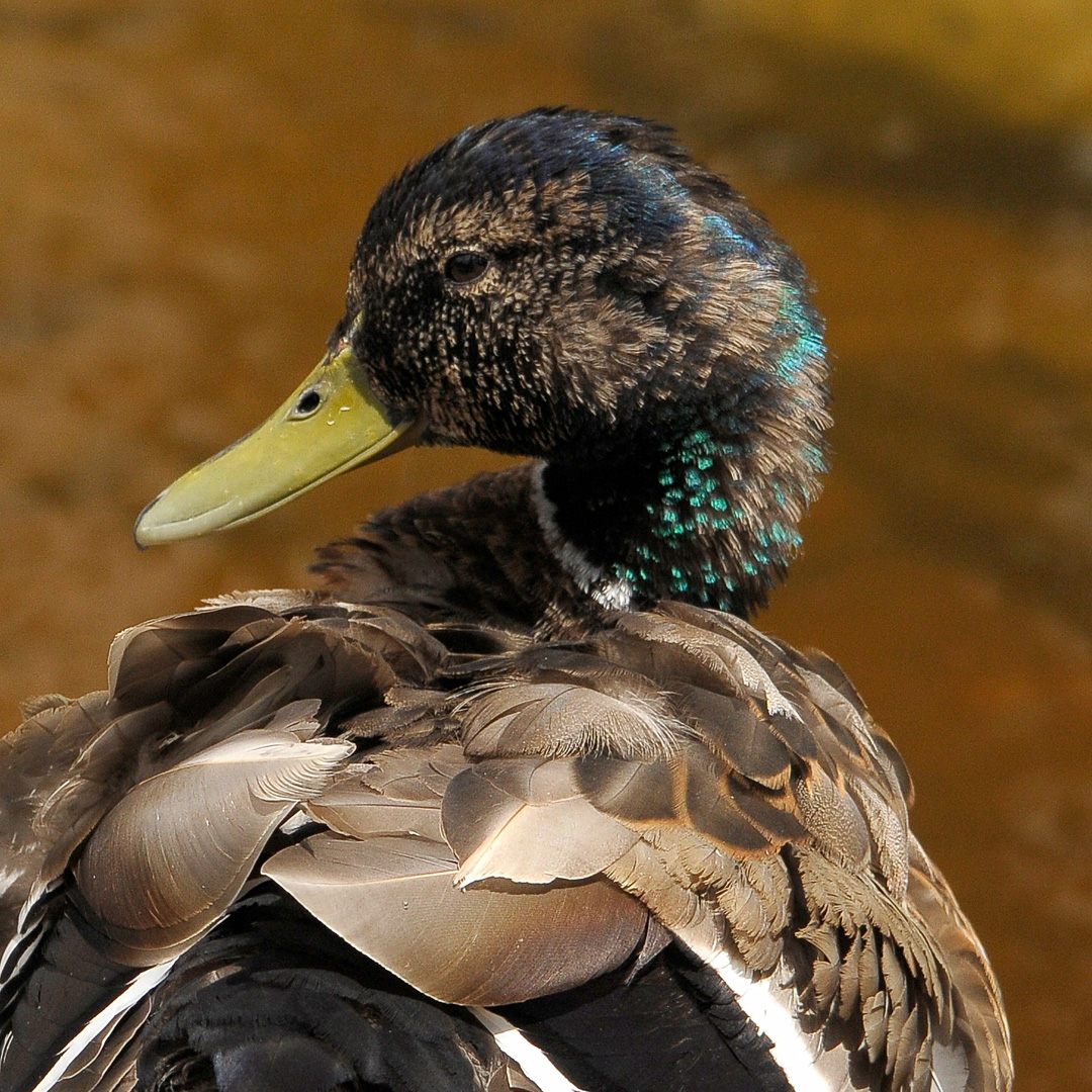 Canard colvert
