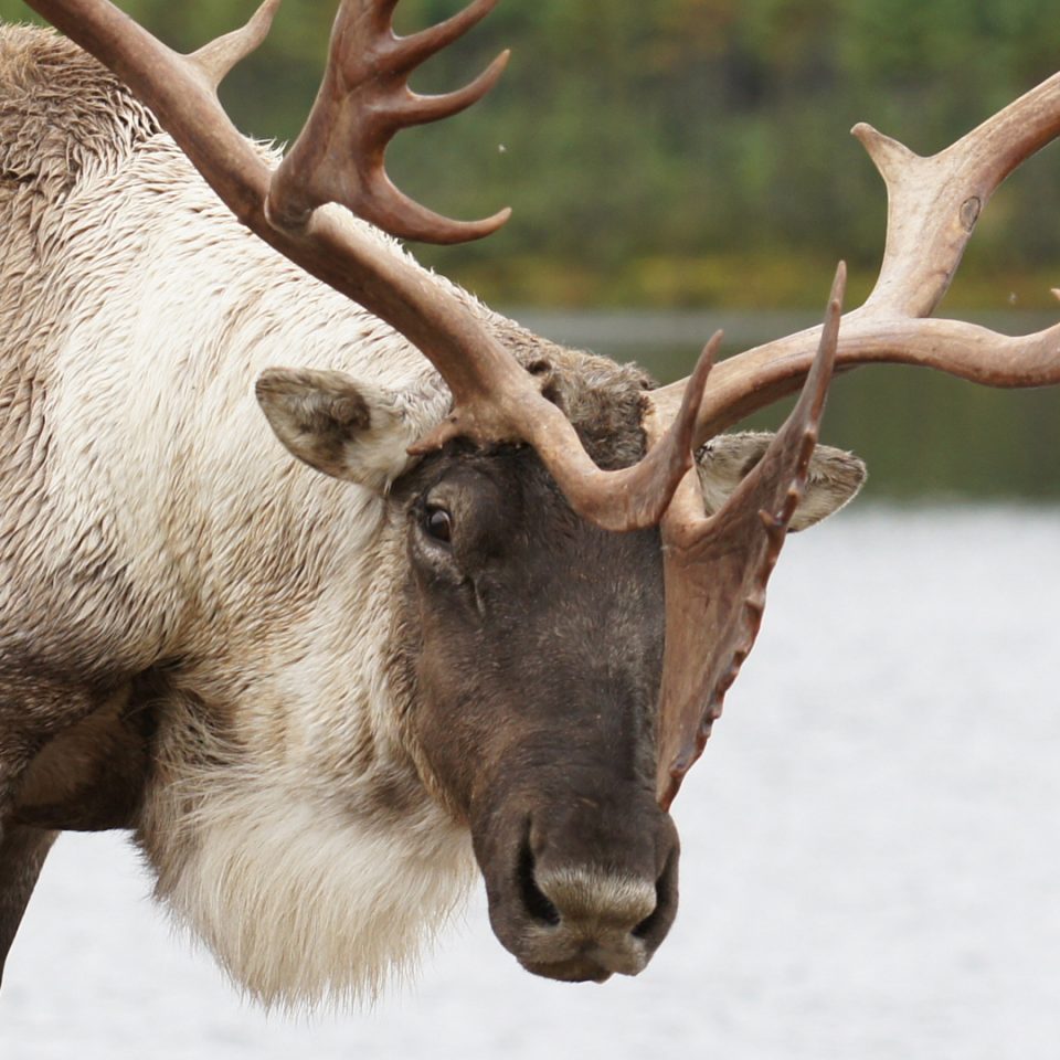 Caribou