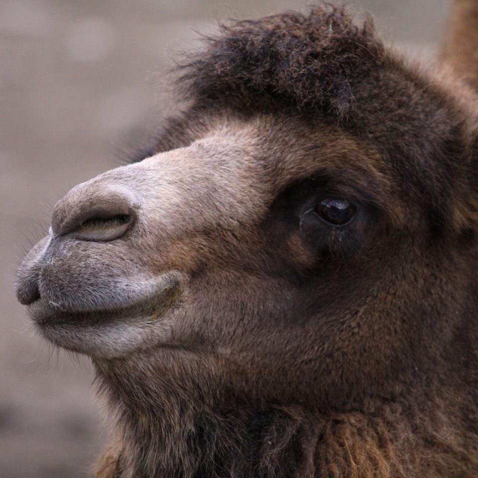 Chameau de Bactriane