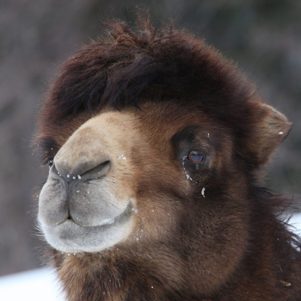 Chameau de Bactriane