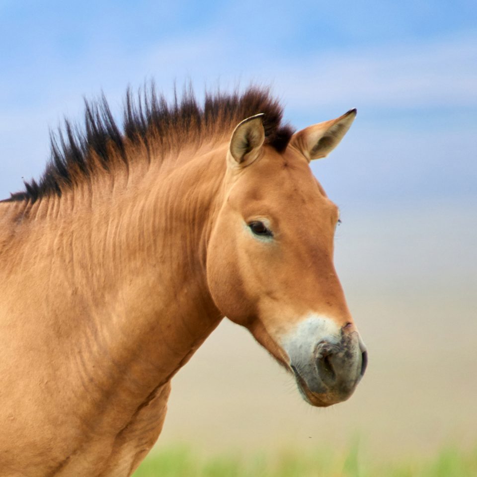 Cheval de Przewalski