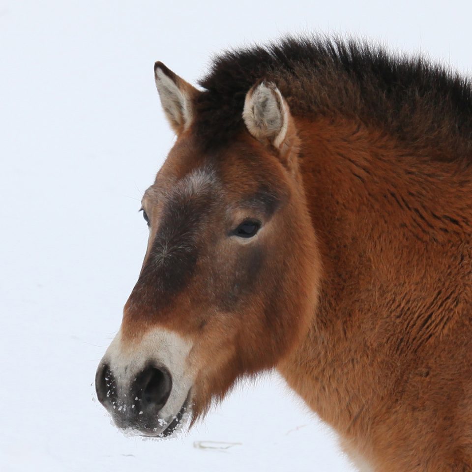 Cheval de Przewalski
