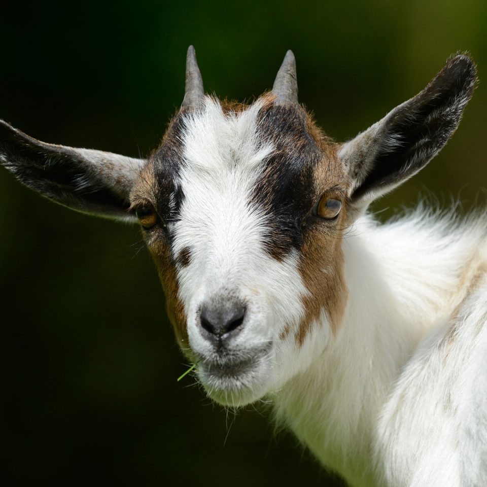 Chèvre domestique