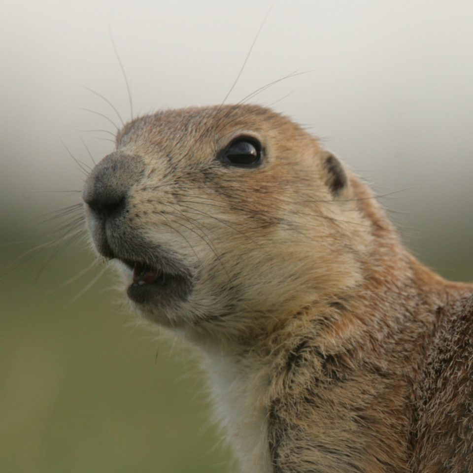 Chien de prairie à queue noire