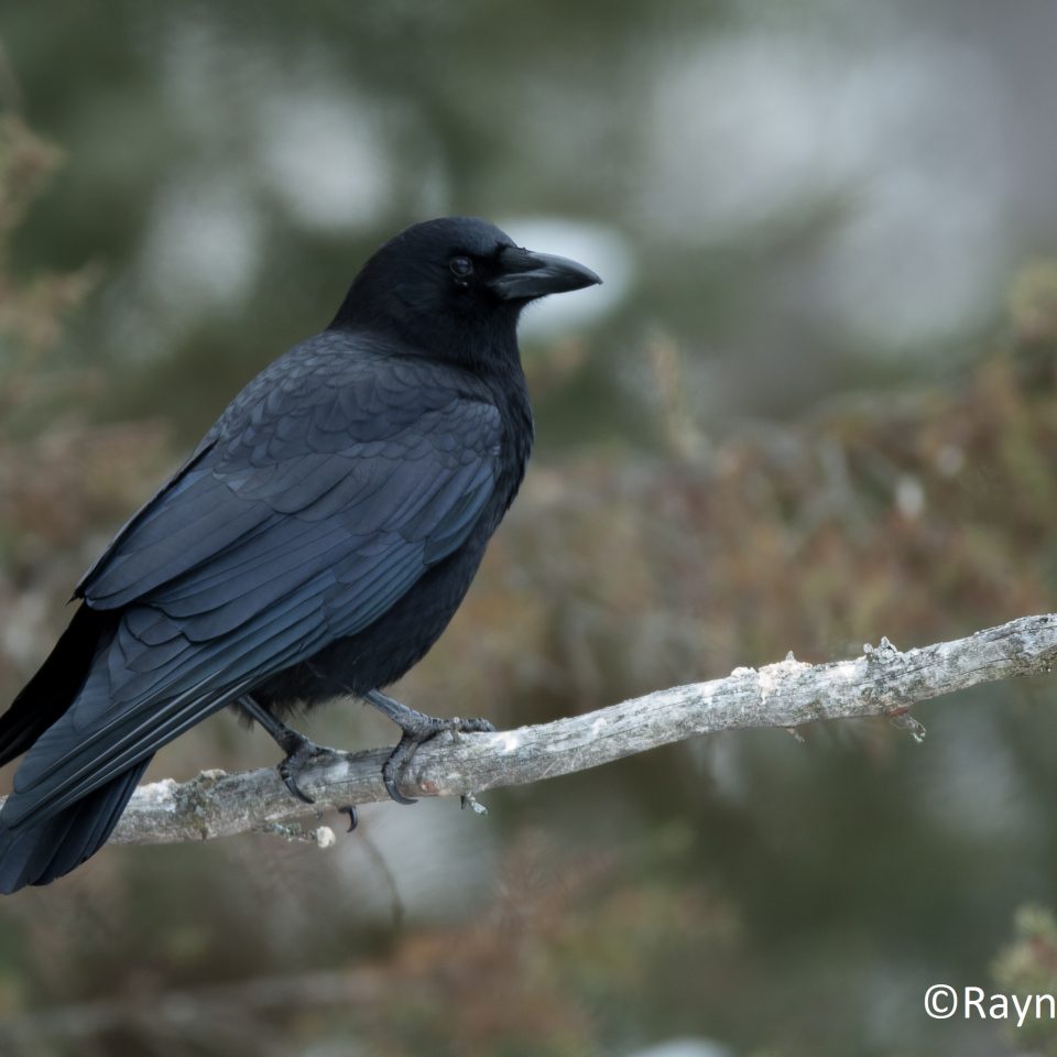 Corneille d’Amérique