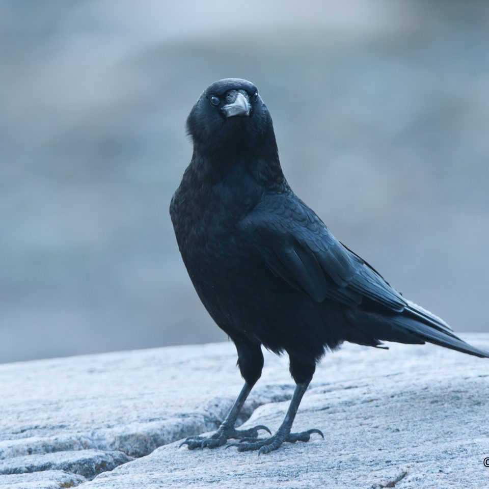 Corneille d’Amérique