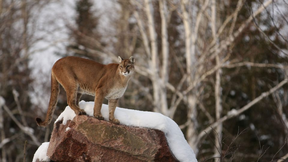 Collation des cougars