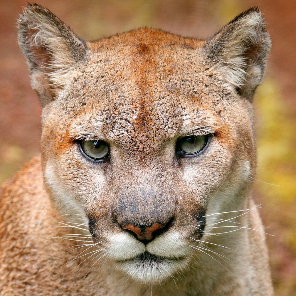 Cougar