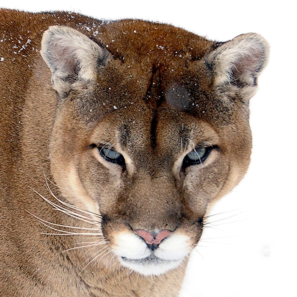 Cougar