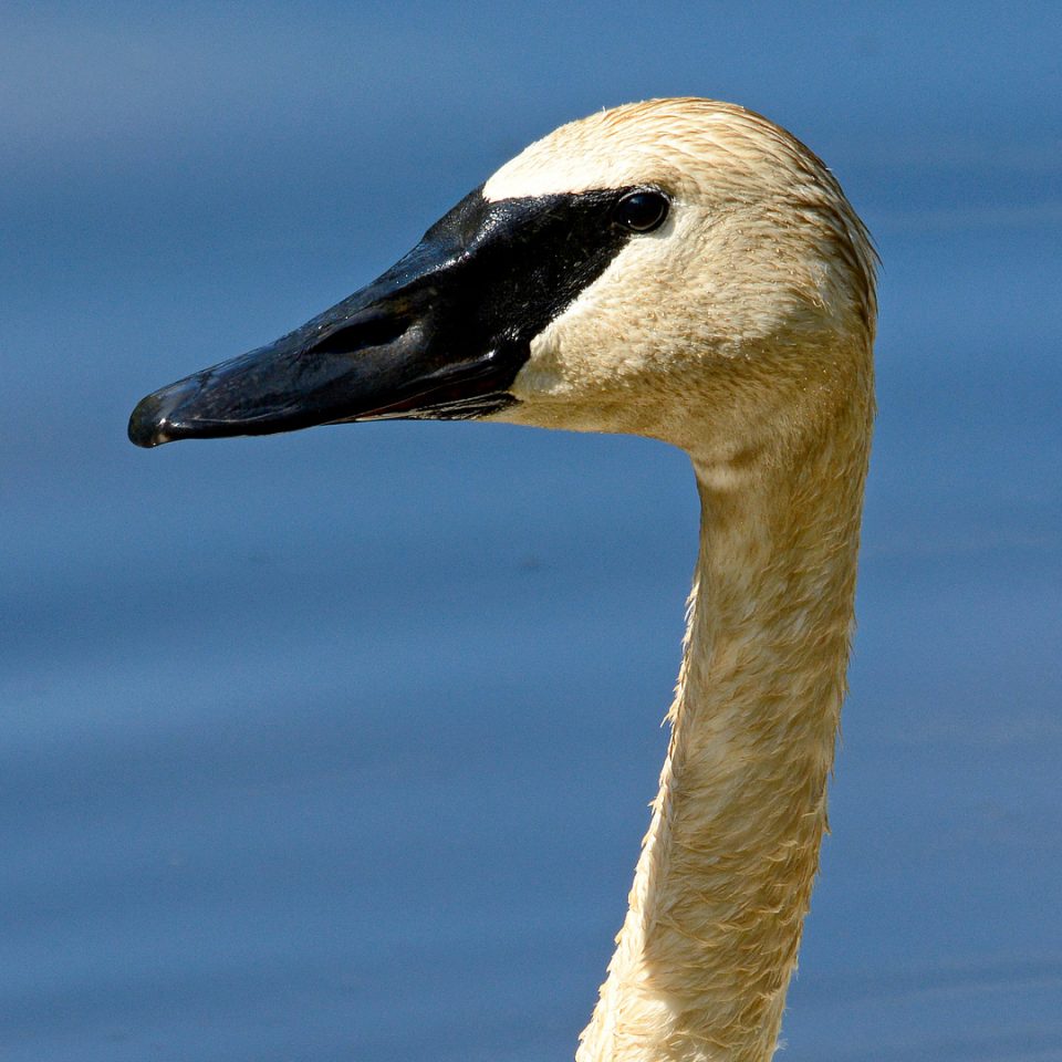 Cygne trompette