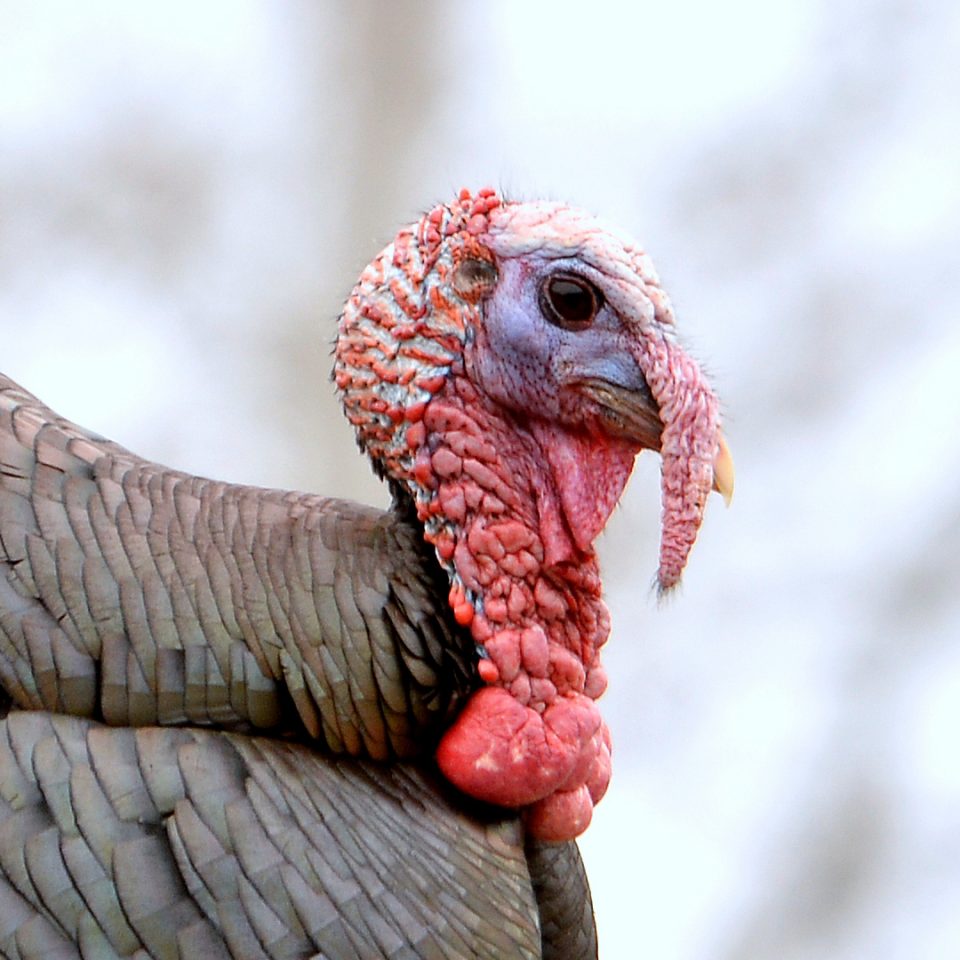 Dindon sauvage