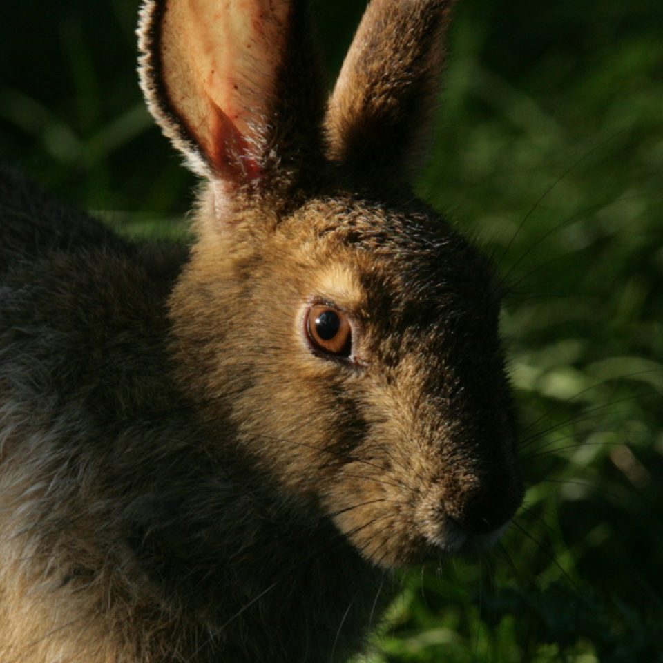 Lièvre d’Amérique