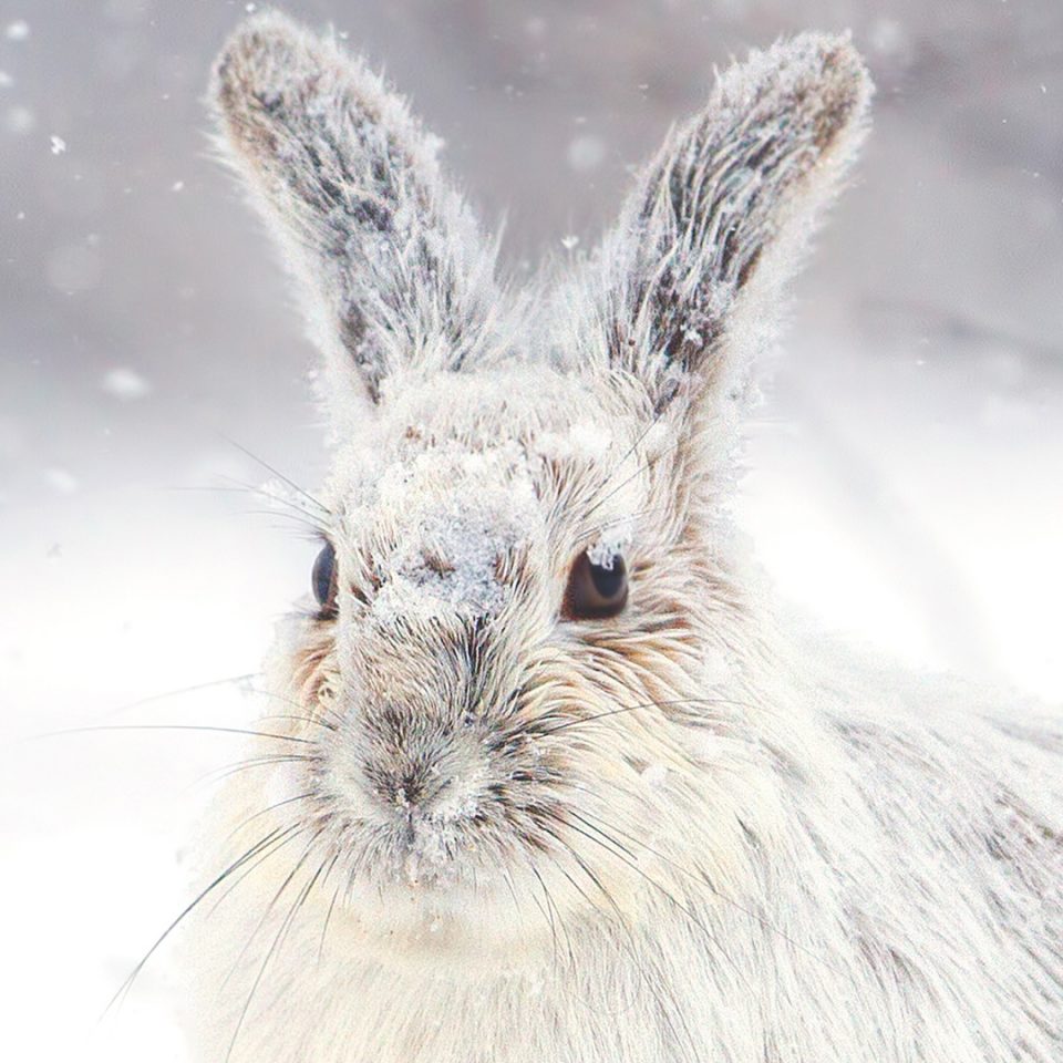 Lièvre d’Amérique