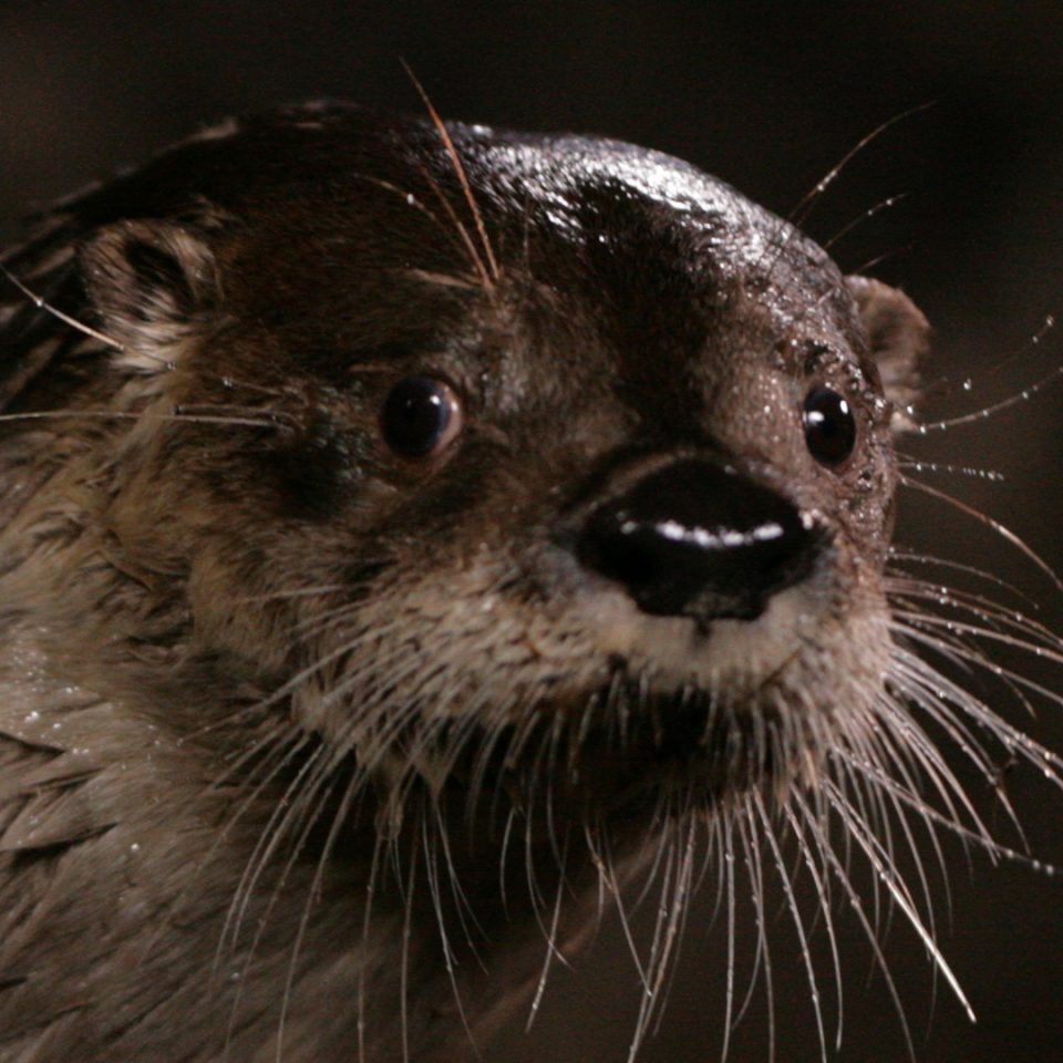 River otter