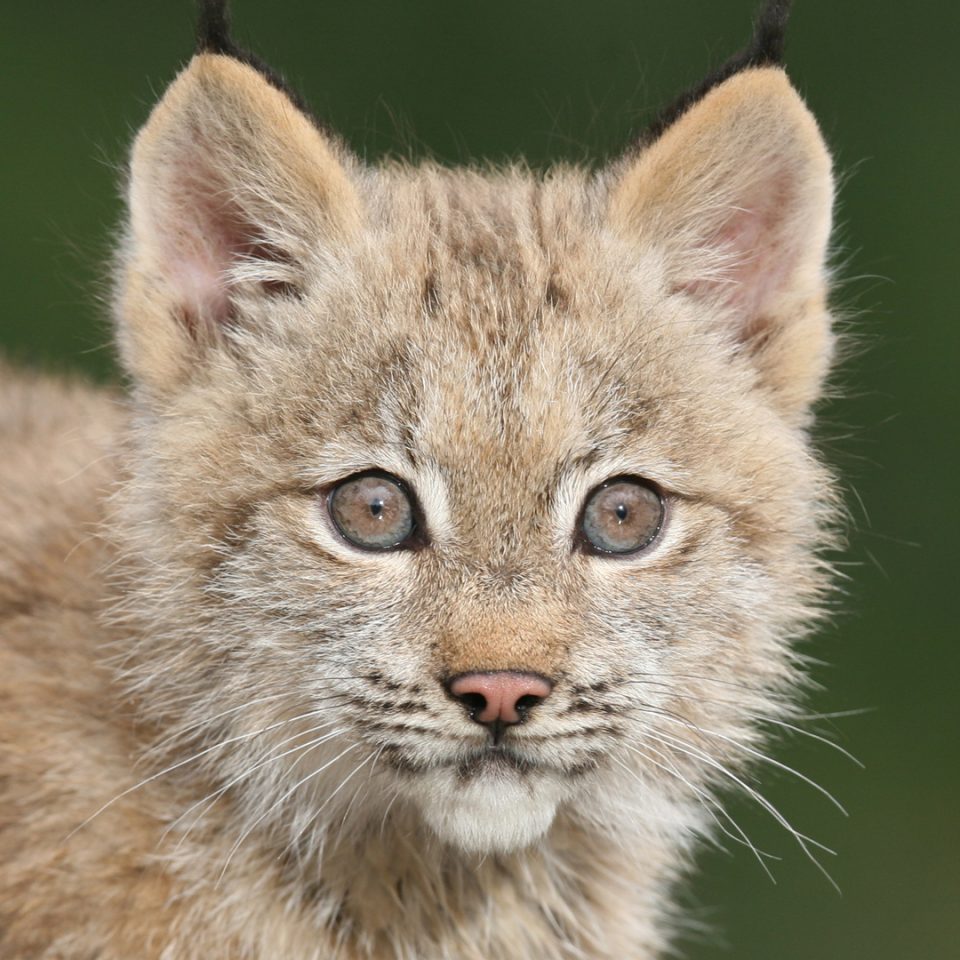 Lynx du Canada