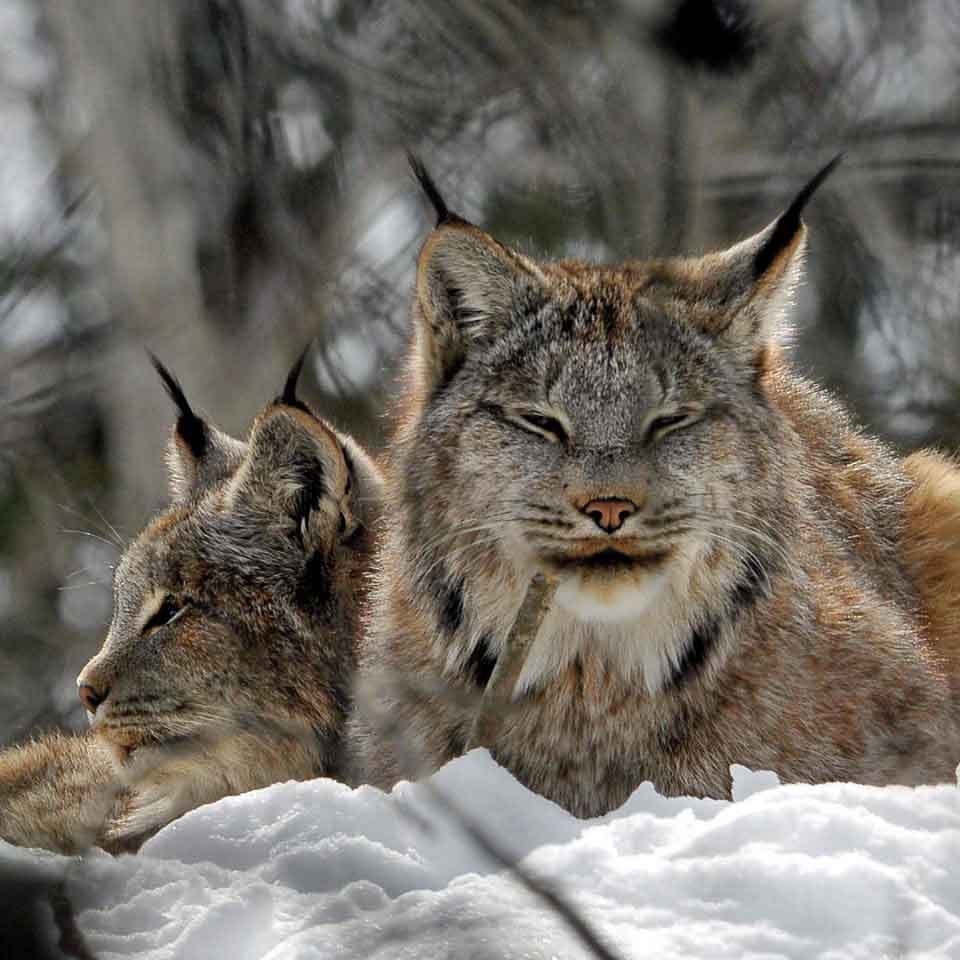 Lynx du Canada