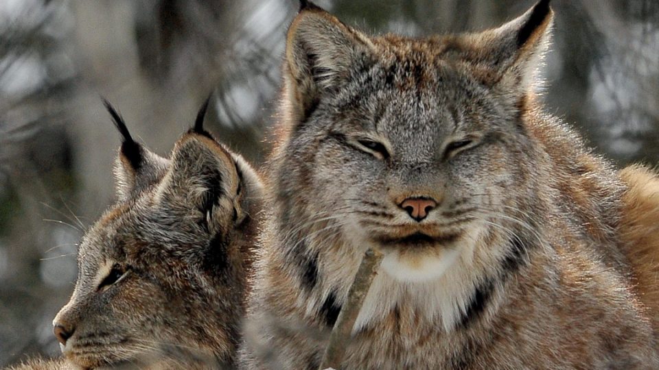Collation des lynx du Canada