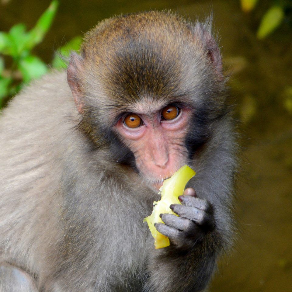 Macaque japonais