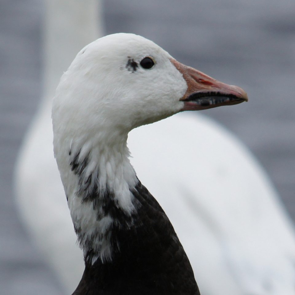 Oie des neiges