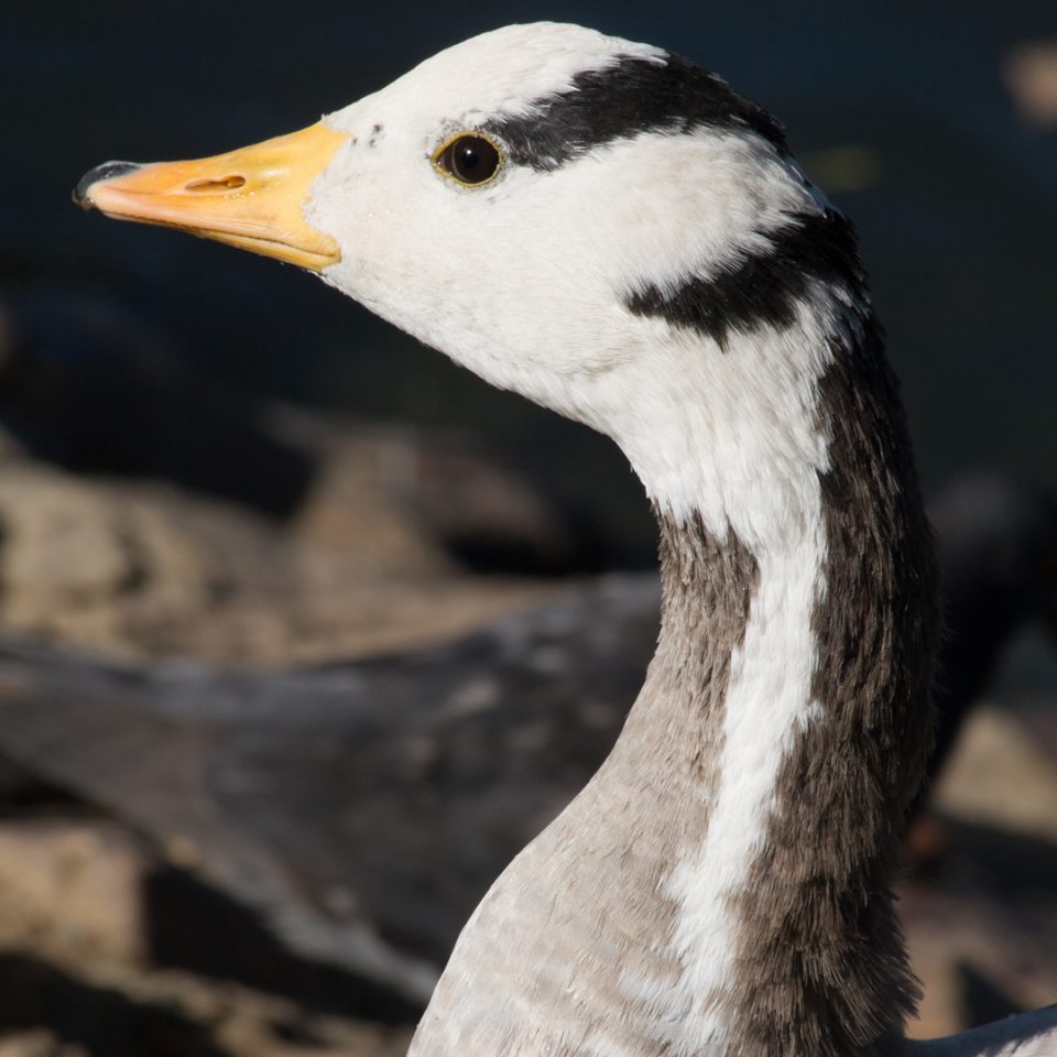 Oie à tête barrée