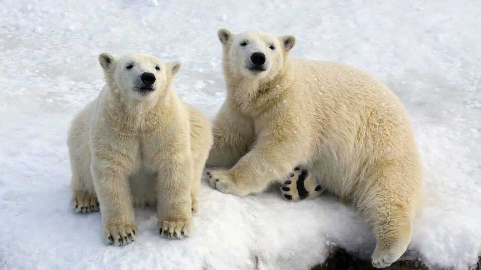 Collation des ours blancs