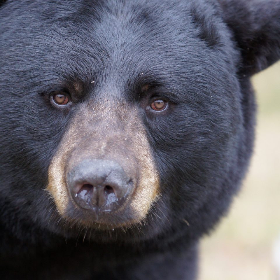 Ours noir d’Amérique