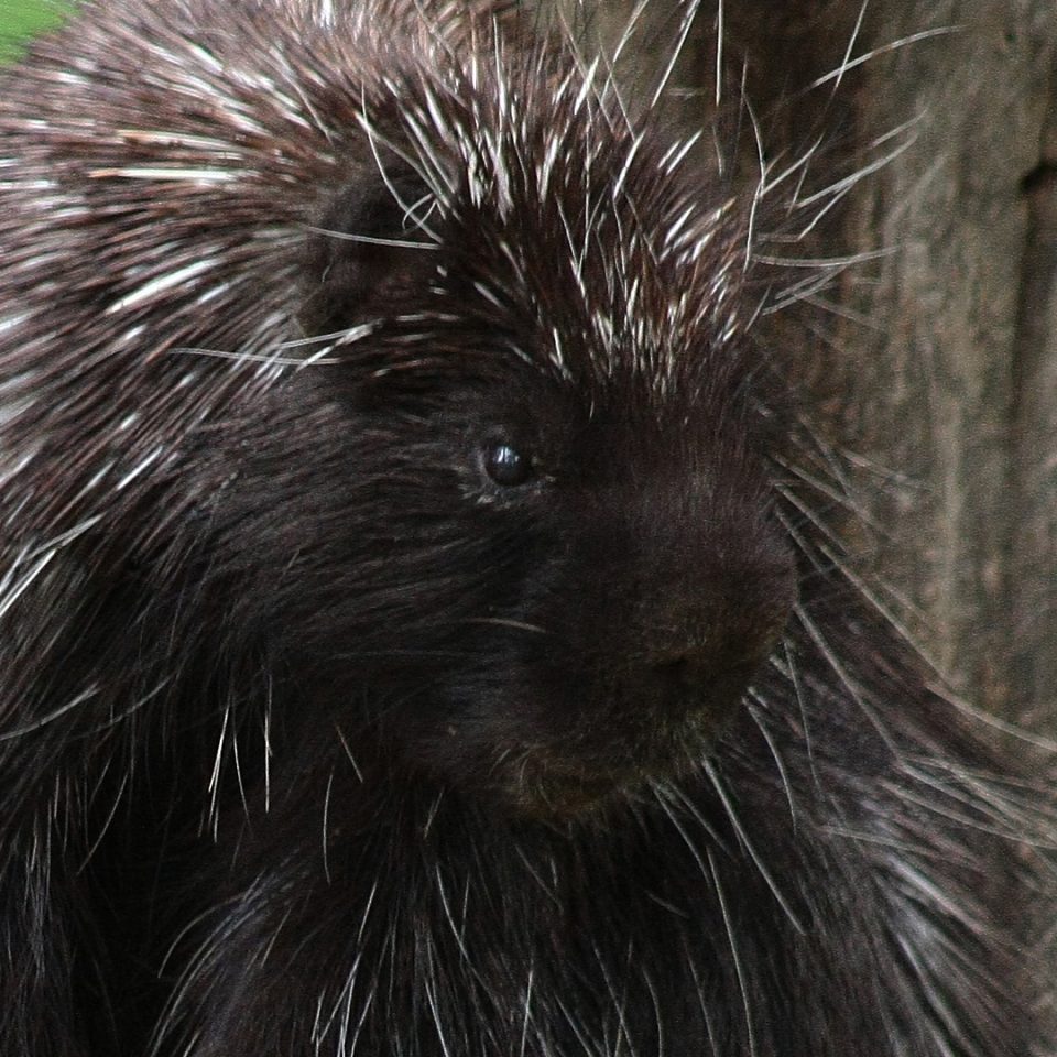 Porc-épic d’Amérique