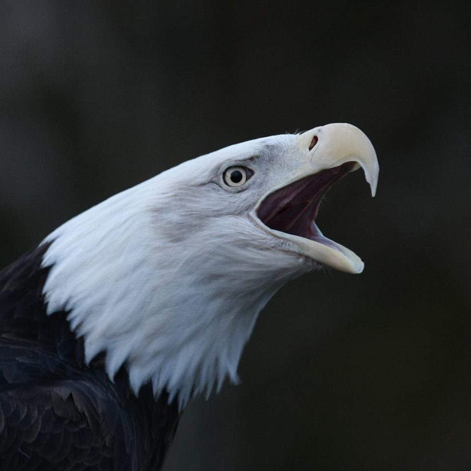 Pygargue à tête blanche