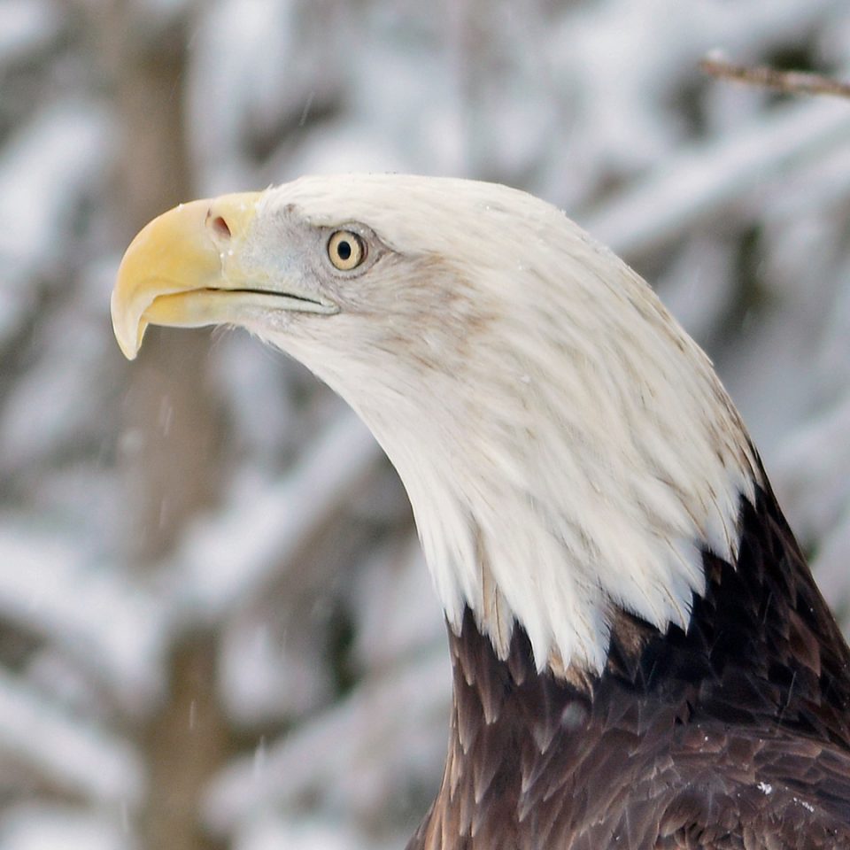 Pygargue à tête blanche