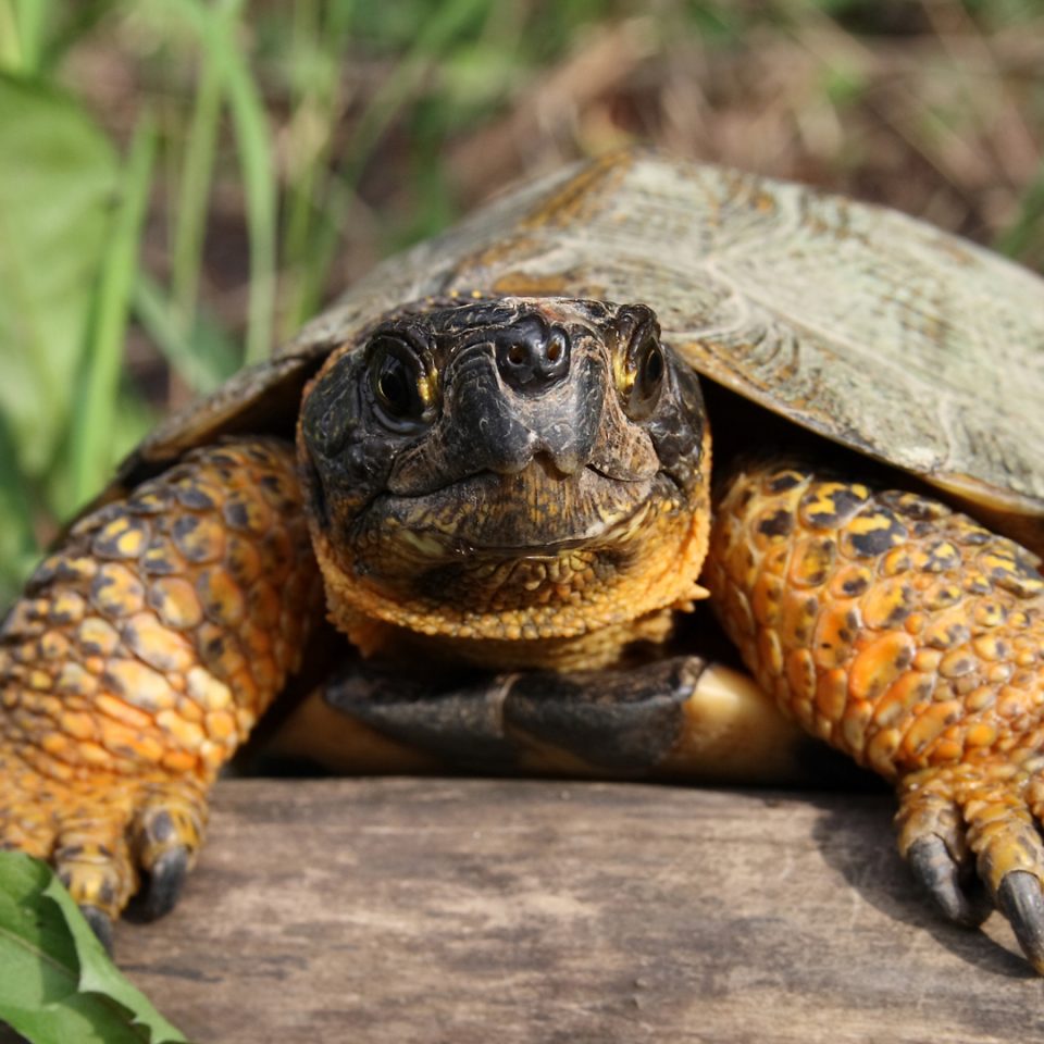 Tortue des bois