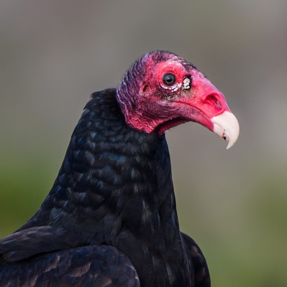 Urubu à tête rouge